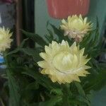 Helichrysum bracteatum Blomst
