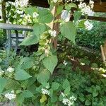 Ageratina altissima Tervik taim