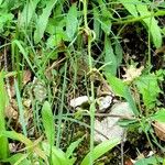 Ophrys insectifera Elinympäristö