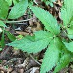 Cardamine enneaphyllos Feuille