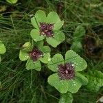 Oxalis tetraphylla Foglia