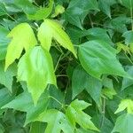Acer buergerianum Blad