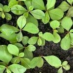 Talinum paniculatum Yaprak