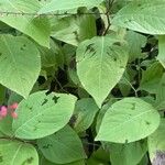 Persicaria virginiana Blatt