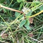 Trifolium hybridum Leaf