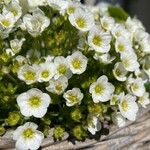 Saxifraga muscoides Bloem