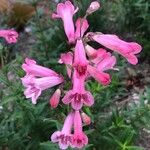 Penstemon barbatus Λουλούδι