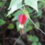 Abutilon megapotamicum Λουλούδι