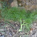 Ferula communis 整株植物