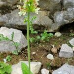 Betonica alopecuros Flower