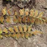 Asplenium stuhlmannii Leaf