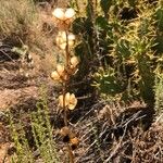 Dioscorea villosa Květ