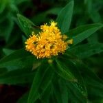 Euthamia graminifolia Flower