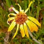 Arnica montana Квітка