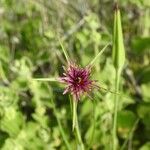 Tragopogon angustifolius 花