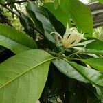 Magnolia × alba List