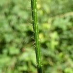 Dipsacus pilosus Rusca