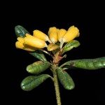 Rhododendron perakense ফুল