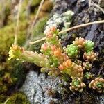 Sedum alpestre Habitat