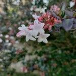 Abelia x grandiflora Virág