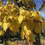 Catalpa speciosa Φύλλο