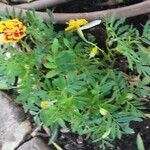 Tagetes patula Pokrój