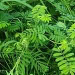 Mimosa diplotricha Φύλλο