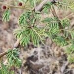 Acacia nilotica Blatt