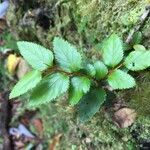 Nothofagus nitida Leaf