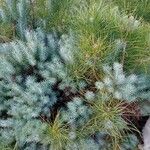 Pinus pinea Fuelha