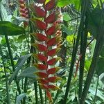 Heliconia rostrata Çiçek