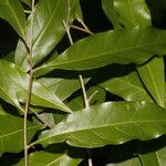 Dichapetalum morenoi Hoja