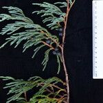 Juniperus recurva अन्य