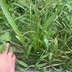 Plantago lanceolataLeaf