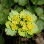 Chrysosplenium alternifolium 花