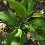 Malus sylvestris Leaf