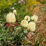 Trifolium canescens Blodyn