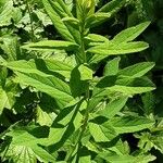 Spiraea douglasii Staniste