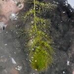Utricularia australis 葉