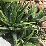 Haworthia attenuata পাতা