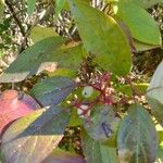 Cornus racemosa Blad