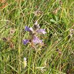 Phelipanche purpurea Libunga