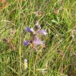 Orobanche purpurea Costuma