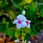 Pseuderanthemum maculatumFleur