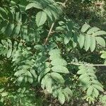 Sorbus aucupariaبرگ