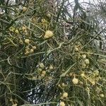 Acacia salicina Çiçek