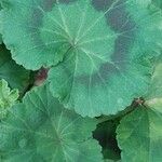 Pelargonium zonale Blad