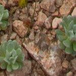 Filago tyrrhenica 葉