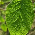 Viburnum lantana পাতা