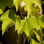 Parthenocissus tricuspidata Folio